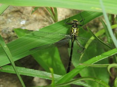 Stylogomphus sigmastylus