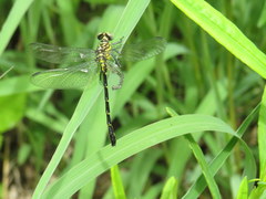 Stylogomphus sigmastylus