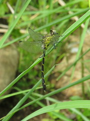 Stylogomphus sigmastylus