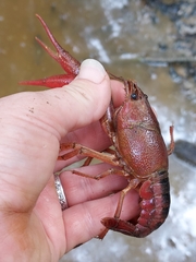 Procambarus acutissimus