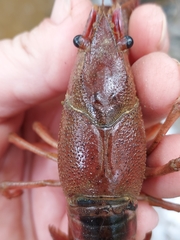 Procambarus acutissimus