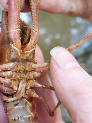 Procambarus acutissimus