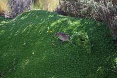 Geospizopsis unicolor