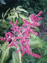Miconia impetiolaris