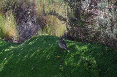 Geospizopsis unicolor