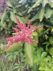 Miconia impetiolaris