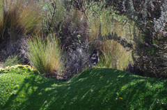 Geospizopsis unicolor