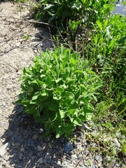 Stachys albens