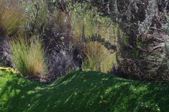 Geospizopsis unicolor