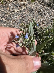 Mertensia