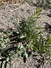 Mertensia