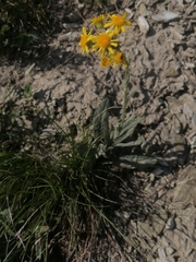 Tephroseris integrifolia