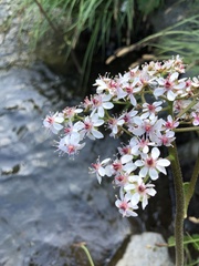 Darmera peltata