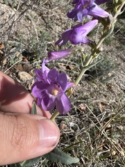 Penstemon secundiflorus