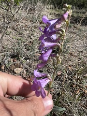 Penstemon secundiflorus