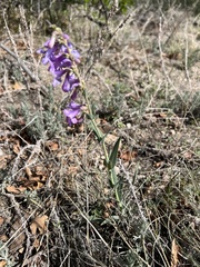 Penstemon secundiflorus