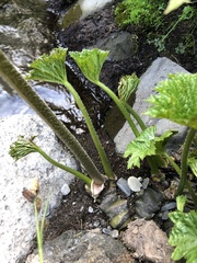 Darmera peltata