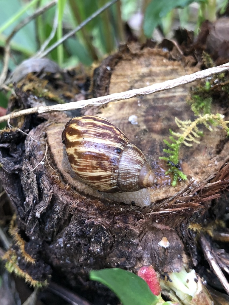 Bothriembryon irvineanus