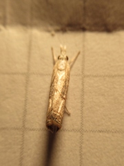 Euchromius