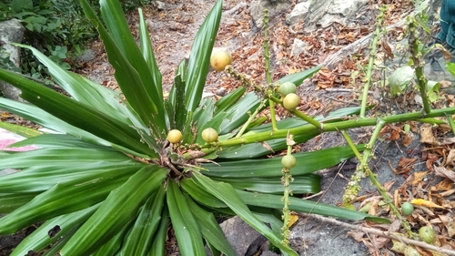 Dracaena xiphophylla