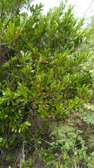 Mascarenhasia