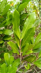Mascarenhasia