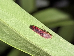 Homalodisca vitripennis