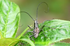 Macrochenus isabellinus