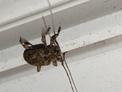 Leptostylopsis terraecolor