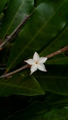 Mascarenhasia