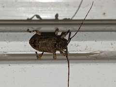 Leptostylopsis terraecolor