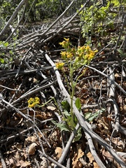 Senecioninae