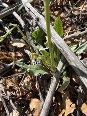 Senecioninae