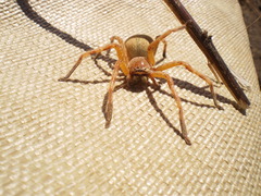 Neosparassus rutilus