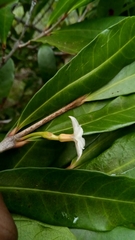Mascarenhasia