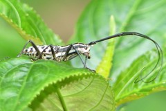 Macrochenus isabellinus