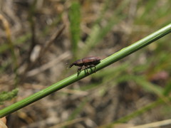 Ortholixus