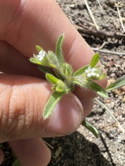 Lappula occidentalis