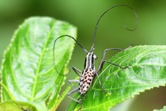 Macrochenus isabellinus