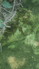 Nerodia rhombifer