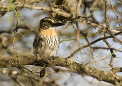 Nystalus maculatus