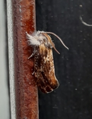 Acrolophus mycetophagus