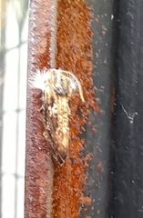 Acrolophus mycetophagus