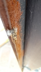 Acrolophus mycetophagus