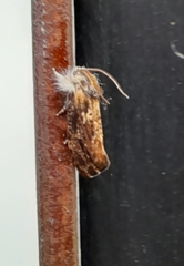 Acrolophus mycetophagus