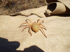 Neosparassus rutilus