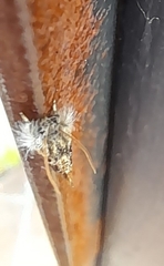 Acrolophus mycetophagus