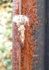 Acrolophus mycetophagus