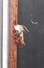 Acrolophus mycetophagus