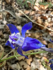Delphinium nuttallianum